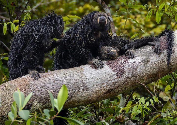 6-Day Peruvian Amazon Wildlife & Research Expedition